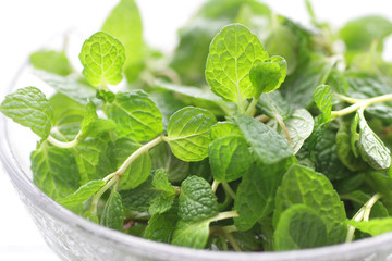 ハーブ系の緑のスペアミント