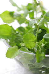 ハーブ系の緑のクレソンなど