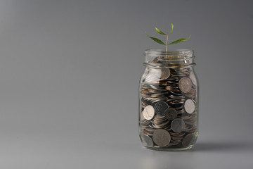 Plant growing on coin glass jar. Concept money saving.