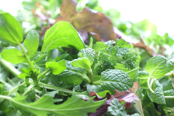 ハーブ系の緑の野菜の集合のイメージ写真