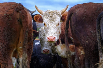 A cow in a white head and brown ears looks angrily into the camera. Two bulls among a large herd of cattle. Close-up portrait of a cow's head.