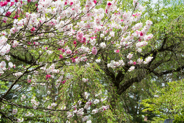 赤と白の花が満開の木　ナハモモ