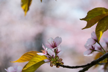 満開のサクラの花のクローズアップ