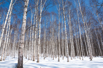 冬のシラカバ林と青空