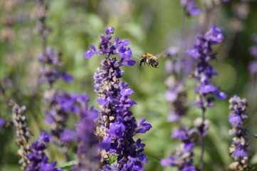 Biene im Anflug