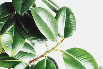 Ficus Elastica (Rubber Plant) in Pot