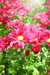 Pink chrysanthemum or daisies flowers