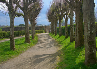 Small footpath with trees on both sides