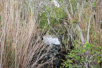 Everglades National Park, Florida