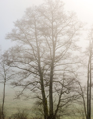 trees in fog