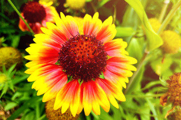 Flower - closeup of an indian blanket with copy-space.