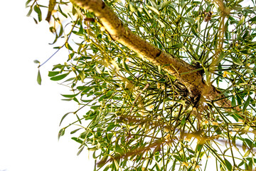 mistletoe in a tree in wintertime in Germany