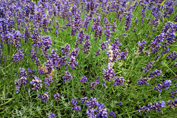 Closeup image of violet lavender flowers in the field in sunny day.