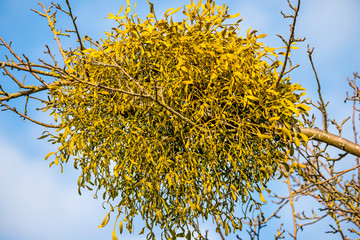 mistletoe in a tree in wintertime in Germany
