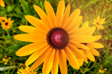 Blooming Black Eyed Susan Flower in the garden.