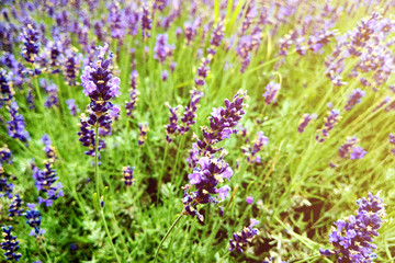 Lavender bushes closeup on sunset. Sunset gleam over purple flowers of lavender.