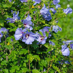 Blau blühender Hibiskus, Hibiscus, im Garten © M. Schuppich