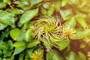 Fototapeta na wymiar Fragrant white flowers of Clematis flammula or clematis Manchurian in summer garden closeup. out of focus, selective focus.