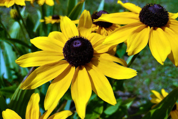 Black-eyed Susan Flowers in the garden. Nature