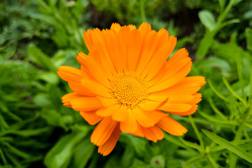 Flower calendula officinalis, pot, garden or English marigold on blurred green background. Calendula on the sunny summer day. Close up of Medicinal calendula herb for tea or oil.