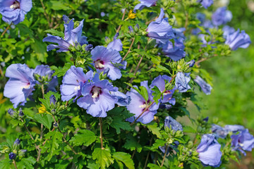 Blau blühender Hibiskus, Hibiscus, im Garten