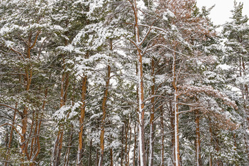 winter forest of pine trees