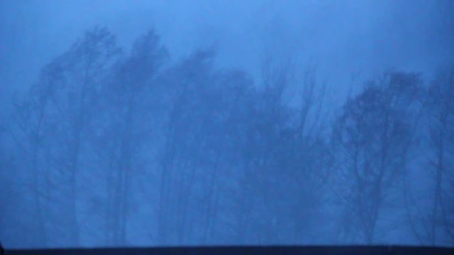 Winter storm wind and rain on the trees