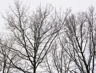 Fototapeta na wymiar silhouette of snowy trees in winter forest