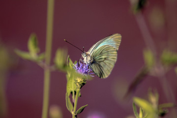 Mariposa Verde
