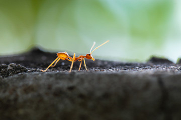 Orange ant on a dark grey stone in the garden. It was stopped before continuing.
