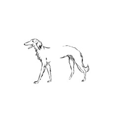 Graphic dog, pet, hand drawn graphic animal, line art 