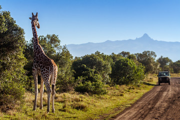 Giraffe looking at tourists