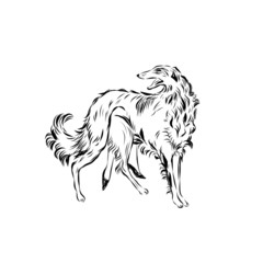 Graphic dog, pet, hand drawn graphic animal, line art 