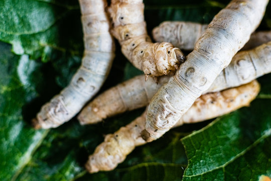 Group of silk worms, Bombyx mori, seen from above eating mulberry leaves.