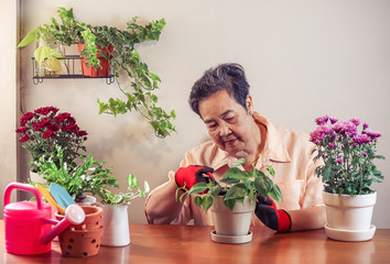 Asian senior  woman  sitting at wooden table indoor , taking care of plant cutting dry leaves  ,smiling happily to her plants in plant pot.Gadening concept.