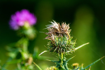 Distel verblüht und mit pink-farbener Blüte