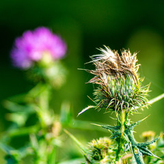 Distel verblüht und mit lila-farbener Blüte