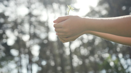 Love nature. Cute girl holding a baby plant in her hands in sunlight in the beautiful forest. Volunteer planting trees to stop global warming.