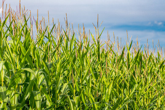 Maisfeld im Sommer