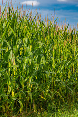 Fototapeta premium Futtermais vor der Ernte im Sommer
