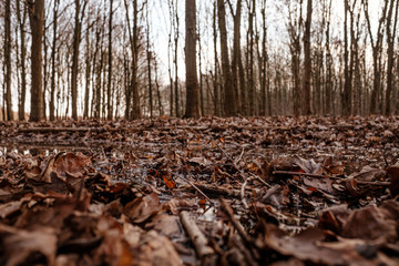 A forest in autumn with leaves on wet ground