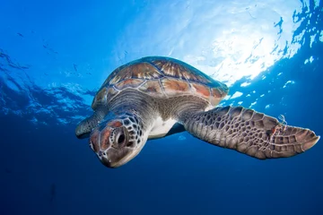 Fototapeten Schildkröte Wide angle shoot of a green turtle in the blue water of Tenerife (Canary Island)  © A. Martin UWphoto