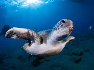  Wide angle shoot of a green turtle in the blue water of Tenerife (Canary Island) © A. Martin UWphoto