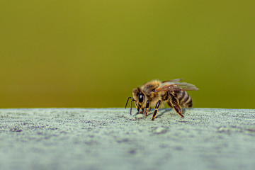 Eine Wildbiene in Makro-Ansicht