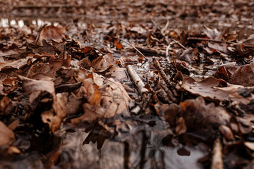 A forest in autumn with leaves on wet ground