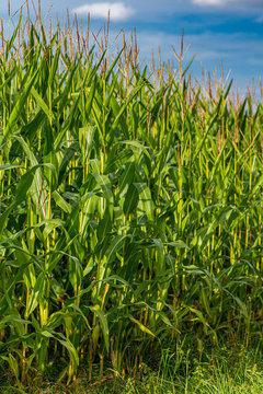 Futtermais vor der Ernte im Sommer
