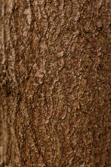 A forest in autumn with leaves on wet ground