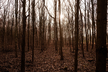 A forest in autumn with leaves on wet ground