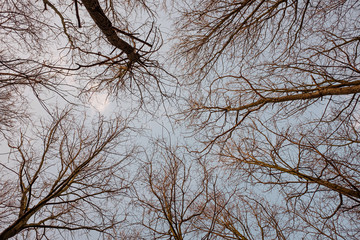 A forest in autumn with leaves on wet ground