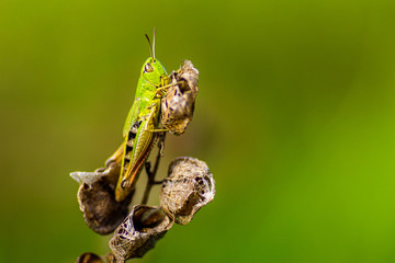 Ein Grashüpfer auf einer verdorrten Blüte